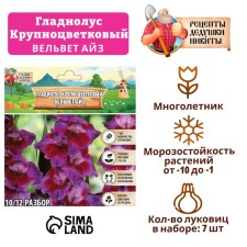 Гладиолус Крупноцветковый "Вельвет Айз", р-р 8/10, 7 шт,