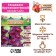 Gladiolus large-flowered "Velvet Aiz", rr 8/10, 7 pcs,