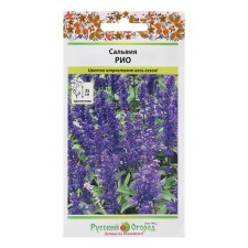 Salvia flowers 