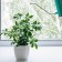 Flower pot, 15 × 15 cm, 2.5 l, plastic, white