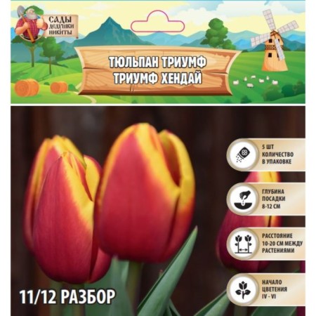 Tulip Triumph Hyundai, rr 11/12, 5 pcs, autumn 2024