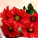 Bouquet "Anemone Galant" 6 flowers, d-8 cm h-30 cm, mix