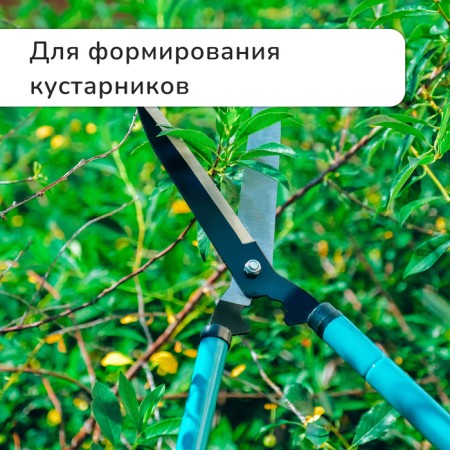 Kustorez, 22–28.5 "(56–73 cm), telescopic, with foam handles, with a case, color mix, Greengo-1