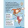 Flags and countries. The first atlas of the world with stickers. Piroshcher S. S.