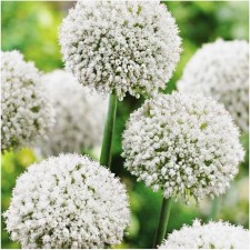 Onion grape White Claud, 6/+ rr, 10 pcs, 85 h (cm), autumn 2024