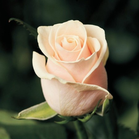 Rosa Spill de France, Spring 2023, 1 pc.