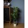 Decorative plant in the cement pot "Ficus", 14 × 14 × 96 cm