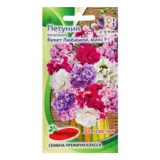 Flowers of petunias terry, large -flowered 