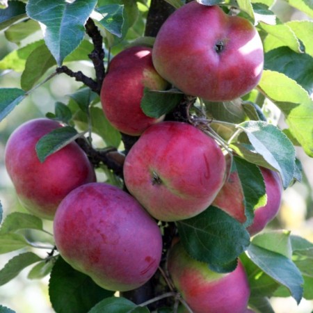 Seedling apple tree columnar pink fairy tale, pot 2l., Summer 2024
