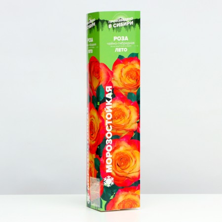 Rose Summer, Spring 2024, 1 pc.-1