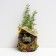 Sahenian Kuril tea (cinquefoil) Living Delight, pot P9, Summer 2024
