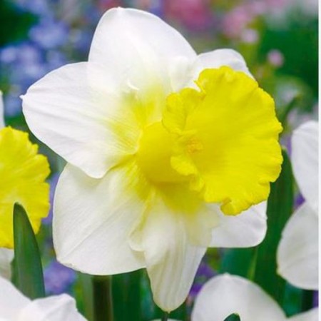 Narcissus tubeled primmore, 12/14 rr, 5 pcs, 30-40 h (cm), autumn 2024