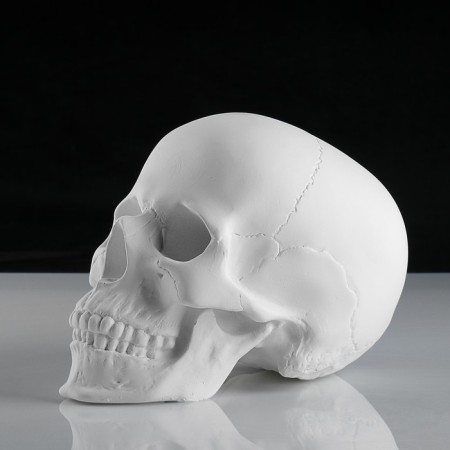 Anatomical gypsum figure: anatomical skull, 14.5 x 22 x 16.5 cm-2