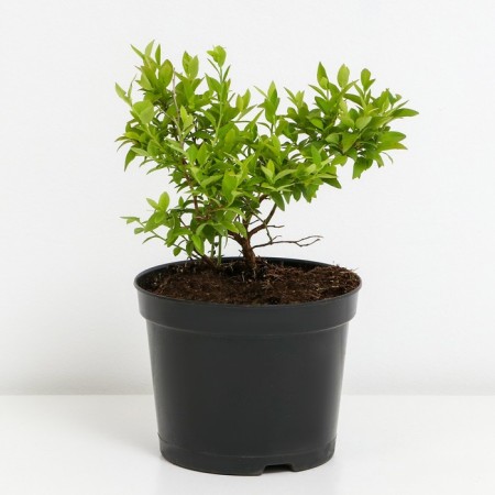 Common blueberries, s2 pot, H15-35 height, 1 pc, summer 2024-1