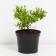 Common blueberries, s2 pot, H15-35 height, 1 pc, summer 2024
