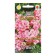 Flowers Flox "Carmel", 7 pcs