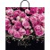 Benifis package, plastic pen with a plastic pen, 40 x 44, 100 μm