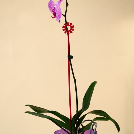 Support for orchids, h = 44 cm, plastic, raspberry, mix-4