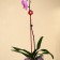 Support for orchids, h = 44 cm, plastic, raspberry, mix