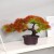 Bonsai 1