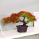 Bonsai in the Dendroart pot 12x17 cm, mix