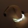 Collar with Militari's backlight 3 glow modes Size S, Osh 22-40 x 2.5 cm gray gray