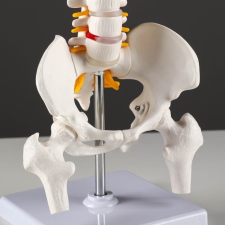 Ladmer's model "Human spine" 44*12cm-4