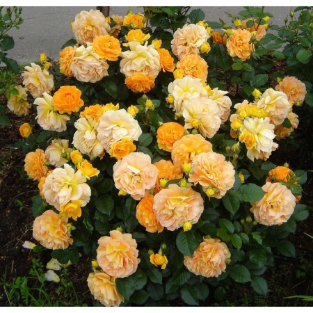 Seedling rose Goldeles, floribunda, pot 2 l., Summer 2024