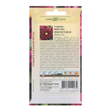 Georgin seeds "Figaro", purple 7 pcs.-1