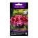 Flowers of Petunia Ampel F1 Iza Vave Bridget, 5pcs