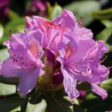 Rhododendron Katevbinsky 