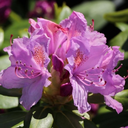 Rhododendron Katevbinsky "Burso", tube, 1 pc, spring 2025