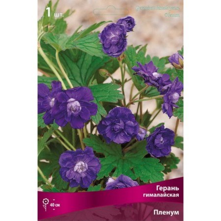 Gimalayan geranium "Plenum", 1 pc, rr I, spring 2025-2