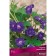 Gimalayan geranium "Plenum", 1 pc, rr I, spring 2025