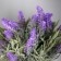 Bonsai "Lavender Extra" 8x19 cm, lilac