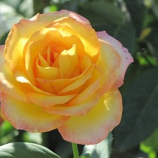 Seedling rose 