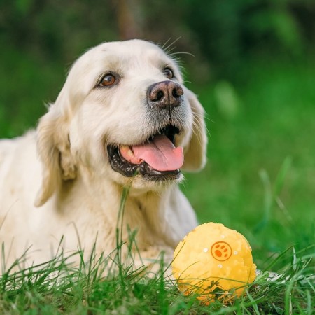 The croaking ball for dogs is large, hard, 9.5 cm, yellow-9