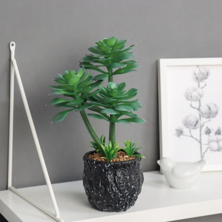 Bonsai in the pot "Eonium Galant" 26x10 cm, green
