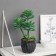Bonsai in the pot "Eonium Galant" 26x10 cm, green