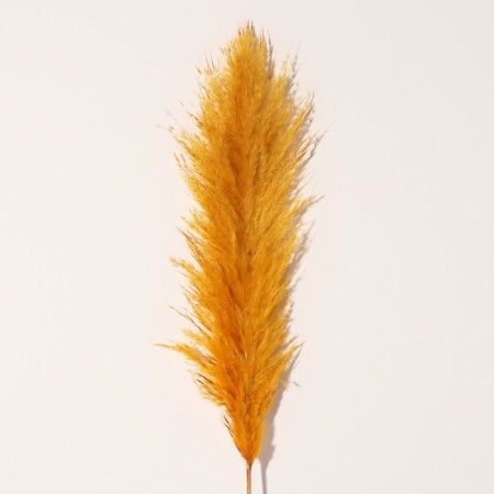 Sukhotzet "Cortery", 1 branch, length 140-150 cm, mustard-2