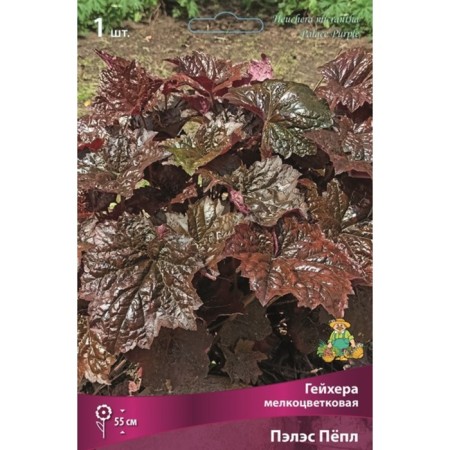 Gaichera (Heuher) "Small-flowered Peles Peep", 1 pc, rr I, Spring 2025-2