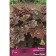 Gaichera (Heuher) "Small-flowered Peles Peep", 1 pc, rr I, Spring 2025