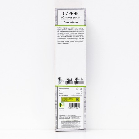 Ordinary lilac "Sensei", 1 pc, tube, spring 2025-1
