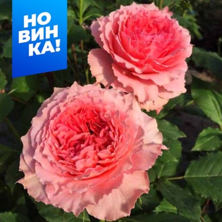 Rosa Shrab (bush) coral rylal