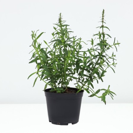 Derbennik Ivolid Robert, pot C3, 1 pc, summer 2024-1
