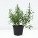 Derbennik Ivolid Robert, pot C3, 1 pc, summer 2024