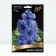 Delphinium High Delphis Starlight, Rr. I, 1 pc, Spring 2024