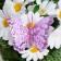 Butterflies for decor and floristry, on the clothespin, plastic, purple, mix, 5 cm and 8 cm