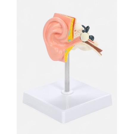 Matcage "Ear in section" 9*7*4cm-1