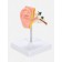 Matcage "Ear in section" 9*7*4cm